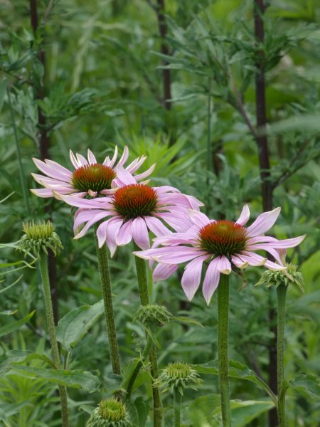 L'ECHINACEE. (RUDBECKIA POURPRE). MÉLODIE LE GOFF